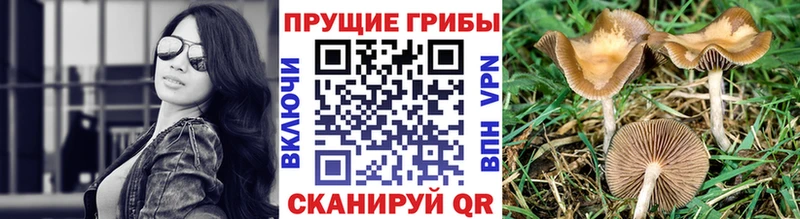 наркотики Вологда KRAKEN как войти Псилоцибиновые грибы ЛСД